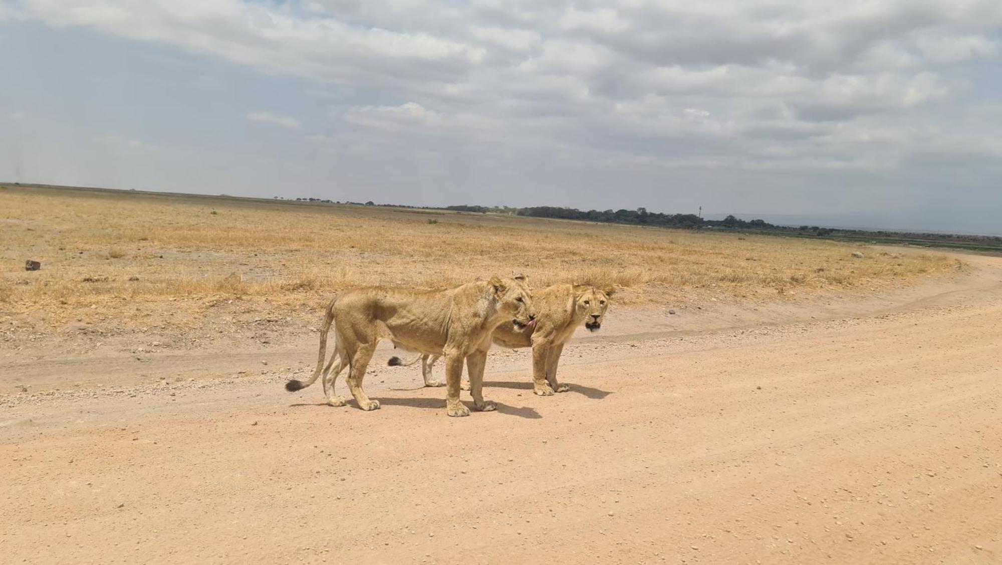 Hotel Little Amanya Camp Amboseli Zewnętrze zdjęcie